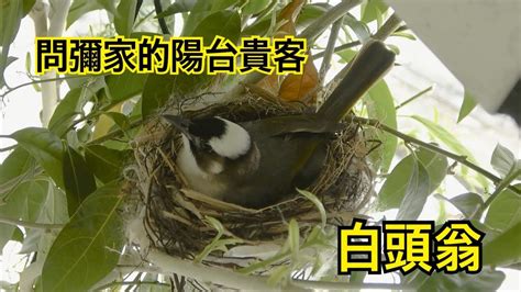 鳥在陽台築巢怎麼辦 有茗氣